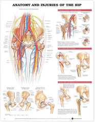 Anatomy and Injuries of the Hip