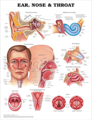 Ear, Nose, and Throat