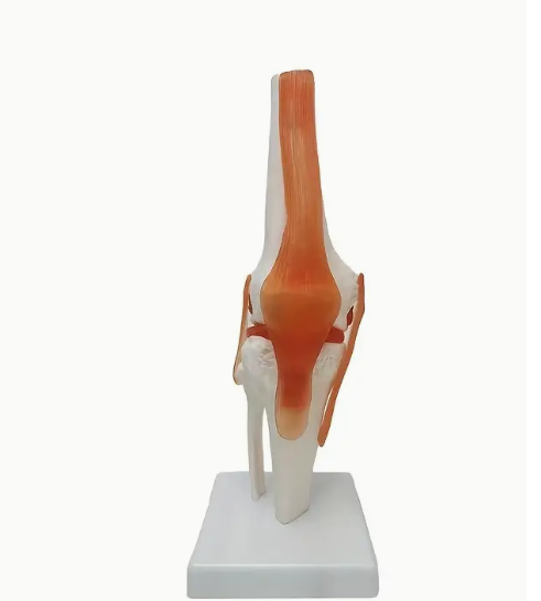 Economy Knee Model