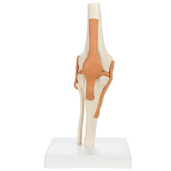 Functional Knee Joint with Ligaments