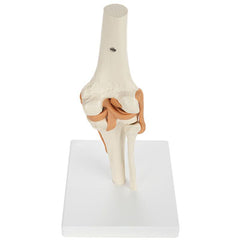 Functional Knee Joint with Ligaments