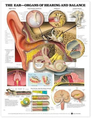 The Ear: Organs of Hearing and Balance