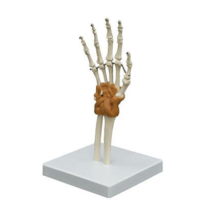 Flexible Hand Joint Model