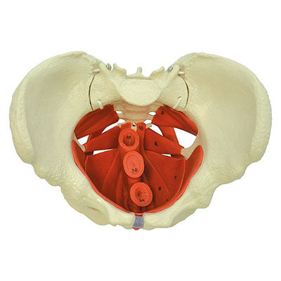 Female Pelvis with Pelvic Floor Muscles